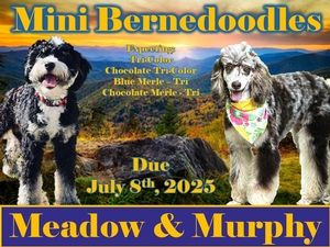 Mini Bernedoodles (Meadow x Murphy)